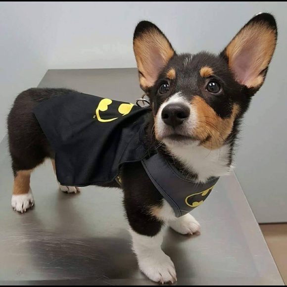 DC Comics Batman Pet Costume (M) - NWT 🐶🐾 - Picture 7 of 11